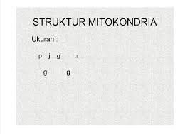 Mitokondria adalah salah satu organel sel dan berfungsi sebagai tempat berlangsungnya fungsi respirasi sel pada makhluk hidup. Struktur Dan Fungsi Mitokondria