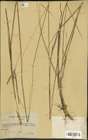 Image result for Diheteropogon