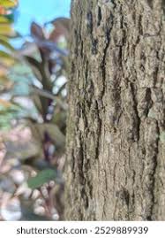 Image result for Euclea