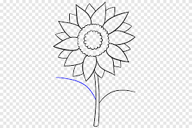 Sunflower pencil drawing with unipin on canson paper 300mg/m2 + watercolor. Drawing Common Sunflower Art Sketch Solitary White Pencil Png Pngegg