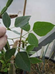 Image result for Neorautanenia mitis