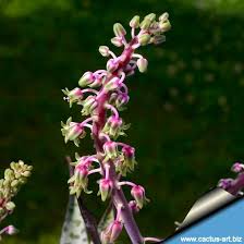 Image result for Ledebouria luteola