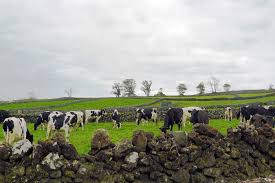 Estas são as vacas felizes que produzem o leite feliz dos açores. Governo Dos Acores Abre Candidaturas Para 540 Direitos De Acesso Ao Premio A Vaca Aleitante Jornal Acores 9