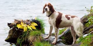 Image result for irský červenobílý setr