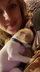 Cute Little Chihuahua Male Dog Bounces When He Walks Because of A Brain  Problem