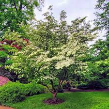 Image result for Cornus