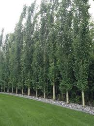 Dollar tree store locations in utah (ut). 7 Brisk Cool Tips Aluminum Fence Irons Old Fence Repurpose Best Horse Fence Fence Gate Wild Flowers Backyard Trees Privacy Landscaping Privacy Trees Backyard