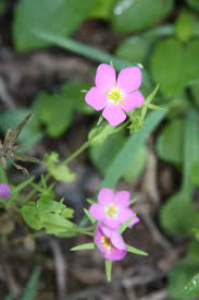 Image result for Dicliptera minor