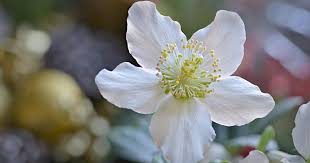 Die hauptblütezeit beginnt im februar oder bei sehr schlechtem wetter im märz. 10 Tipps Fur Prachtige Christrosen Mein Schoner Garten