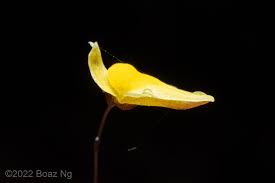 Image result for Utricularia subulata