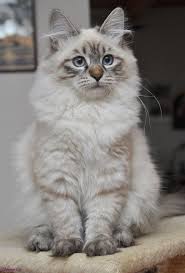 Siberian Cat Is A Landrace Variety Of Domestic Cat Present In Russia For Centuries And More Recently Developed As Cat Breeds Ragdoll Siberian Cat Cat Breeds