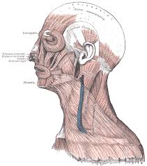 facial muscles wikipedia