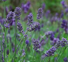 Image result for Pentas angustifolia