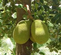 Head to darul makmur stadium and teluk cempedak beach—just two of the sights around kampung kempadang. Nangkadak Unggul Plant Breeding Results From Crosses Between Mini Jackets And Cempedak Steemit