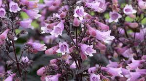 Image result for Penstemon