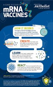 There are no specific guidelines for use of messenger rna (mrna) vaccines or contraindications to mrna vaccines. How Mrna Covid 19 Vaccines Work Houston Methodist On Health