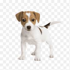 The toy fox terrier has a feisty, animated personality packaged in a small, elegant, nimble body. Miniature Fox Terrier Png Images Pngegg