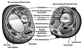 Animal cell model styrofoam ball. Https Kokomoschools Instructure Com Files 116670 Download Download Frd 1 Verifier Bhrkjewi2xox50ntcogrcmwkb44juutg0i1qlv11