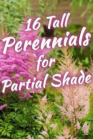 We did not find results for: 16 Tall Perennials For Partial Shade Garden Tabs