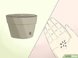 • in pots and tubs. 6 Ways To Grow Cactus In Containers Wikihow