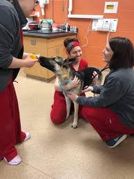 We were the first veterinary practice in the state of virginia to earn fear free certification. Fear Free Veterinary Medicine Springfield Mo Healing Paws Vet Clinic