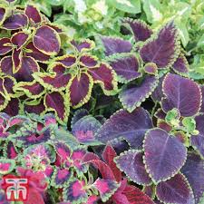 Image result for Coleus meyeri