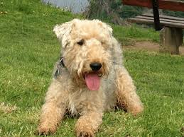 Image result for lakeland teriér