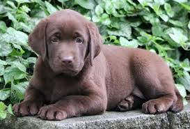 Meet this small, adaptable breed! Chocolate Labrador Retriever Puppies For Sale Puppy Adoption Keystone Puppies