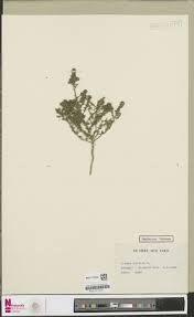 Image result for Euclasta condylotricha