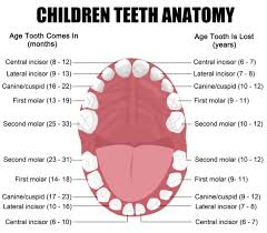 Baby Teeth Are The First Set Of Teeth That Becomes Visible