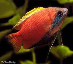 Premium Honey Gourami 1 To 1 5 Long Www Ecwid Com Aquarium Fish Tropical Fish Fish