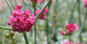 Image result for Eriospermum roseum