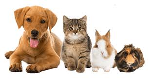 H i l l s f o o d, s h e l t e r & l o v e. Adopt Cvhs Central Vermont Humane Society