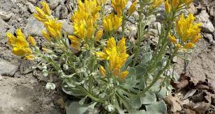 Image result for Physotrichia