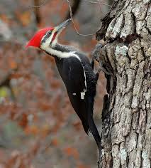 Pileated Woodpecker Wikipedia