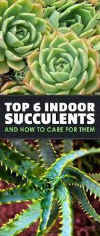 Top 6 Indoor Succulents And How To Care For Them Epic Gardening Succulent Garden Indoor Succulents Indoor Indoor Vegetable Gardening