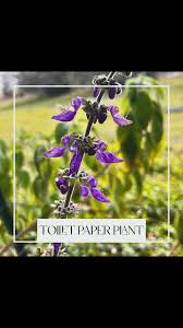 Image result for Coleus barbatus