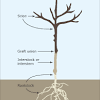 And i've also heard of a technique where you plant 3 or more trees on multi grafted trees some of the grafts may grow faster due to their position or vigour. 1
