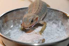 This leads to a very very sick bearded dragon as you can see from the image above. How To Know If Your Bearded Dragon Is Sick 7th Galaxy Dragons