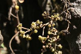 Image result for Tiliacora funifera