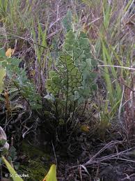 Image result for Pellaea angulosa