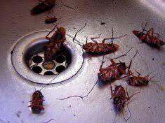Può essere una brutta sorpresa apprendere di essere infestati da questi insetti e capire la cause è il primo dei rimedi possibili. Blatte In Cucina Come Eliminare Gli Scarafaggi In Cucina