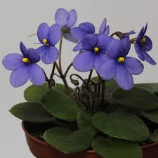 Image result for Saintpauliopsis