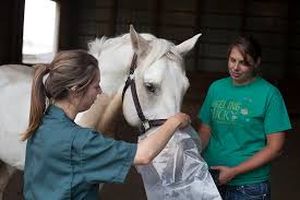How much air does a horse move in and out of his lungs? Equine Asthma Veterinary Medical Centre Western College Of Veterinary Medicine University Of Saskatchewan