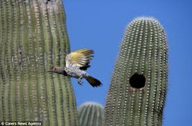 They even play dead when threatened. Owl Living In Cactus