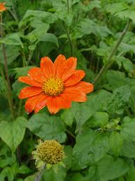 Image result for Vernonia amblyolepis