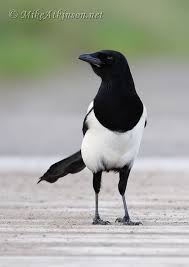 Magpie Bird Photography