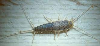 In nature, they are typically found under. Silverfish Warning Sign