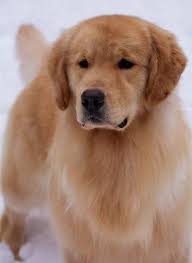 Ch Tangleloft Take The Money N Run Golden Retriever Vegas Serious Small Golden Retriever Puppies Golden Puppy