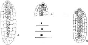 Image result for Tristicha trifaria